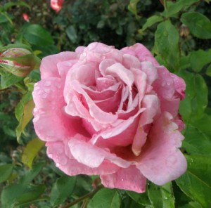 MILLIE ROSE (hybrid tea)